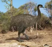 New Zealand's iconic kiwi no Australian immigrant