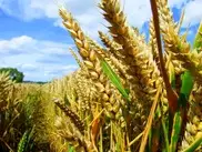 President Nazarbayev calls to develop GM crops in Kazakhstan