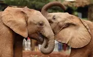 Elephants from Canada take up residence in US zoo
