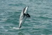 Experts want urgent action on rare N.Zealand 'hobbit' dolphin