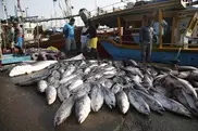 Pacific nations look to increase tuna fishing fees