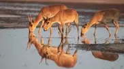 Saiga to be reintroduced into the market: Kazakhstan Minister
