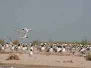 Kazakhstan's Katon-Karagai and Akzhaik added to UNESCO World Network of Biosphere Reserve