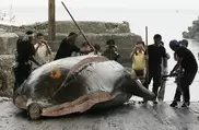 Japan kills 30 whales in first post-ICJ hunt