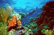 Australia says UNESCO reef deferral 'a win for logic'