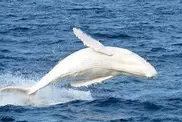 Rare white whale spotted off Sydney