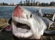 Australia to go ahead with shark 'kill' zones