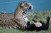 Brazil scientists warn on dwindling jaguar population