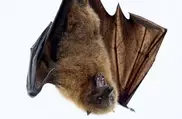 Bats bounce back in Europe: EU watchdog