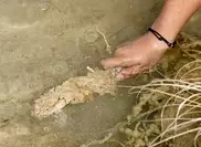 Mass extinction happened fast: study