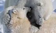 Polar bears join natural wonders at Google Maps