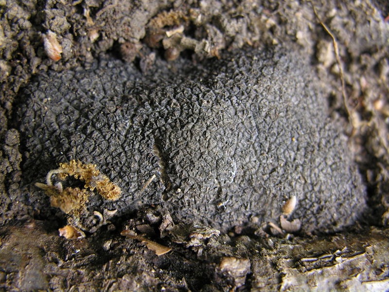 Black French truffles. Photo courtesy of wikipedia.org