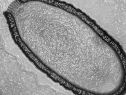 30,000-year-old virus from permafrost is reborn