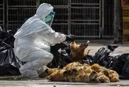 China bird flu deaths reach 72 this year: government