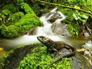 New lizard species discovered in Peru