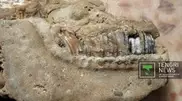 Mystery of fossilized jaw solved in Semey