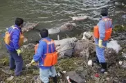 China hit by new flood of dead pigs in river