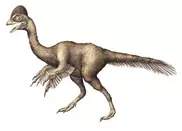 'Chicken from hell' sheds new light on bird-like dino