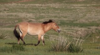 Przewalski's horse in the wild in Hustain Nuruu national park, Mongolia. ©flickr.com