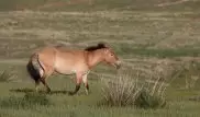 Once extinct, world's last wild horse returns to steppes