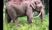 Elephant with 'sabre-tooth' tusks found in Malaysia