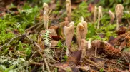 Rare fungi species discovered in Burabay National Park