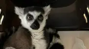 Russian woman tried to smuggle a lemur into Kazakhstan