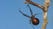 Situation with black widow spider bites in Kazakhstan: What you need to know