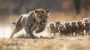 Video of a battle between dogs and a leopard appeared online
