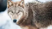 Wolf population increases in Kazakhstan