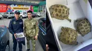 Rare turtles were illegally sold in East Kazakhstan