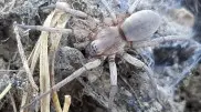 Two previously unknown species of spiders were discovered in Kazakhstan