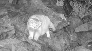 Rare wild cat captured on camera trap in Kazakhstan