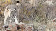 One of the world's rarest cats captured on camera in Altyn-Emel National Park