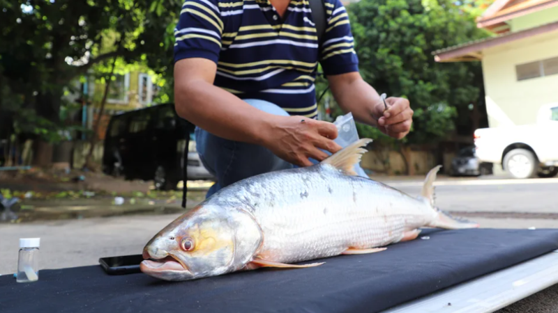 Photo: Chhut Chheana/Wonders of the Mekong