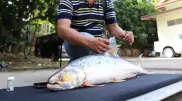 “Mekong Ghost”: Fish believed extinct reappears after 20 years