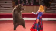 Uzbekistan will ban using wild animals in their circuses
