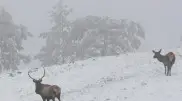 'Rare shots': Kazakh woman captures Askanian deer in Borovoe