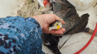 Video shot from the fishery inspection department of the Mangystau region