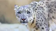 Snow leopards from Kazakhstan to be monitored by British drones