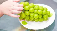 Popular Korean grapes will be tested in Kazakhstan
