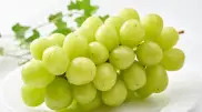 Korean Shine Muscat grapes tested in Kazakhstan