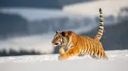 Amur tigers from Russia will arrive in Kazakhstan in 2025