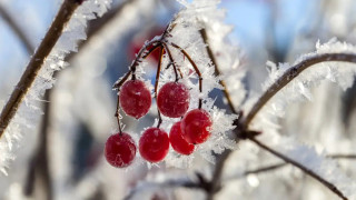 35-degree frost