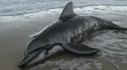 Eco-catastrophe in the Black Sea: At least 32 dolphins died