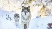Wolf and jackal hunting will be allowed in Kazakhstan