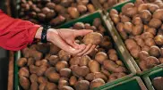 5 kg per customer: Potato sales restrictions introduced in Astana