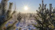 Frosts down to -25°C, snow, and fog: Weather in Kazakhstan on February 3