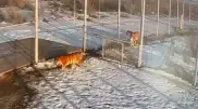 Tigers brought to Kazakhstan show signs of mating instinct