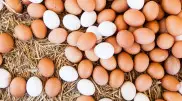 Kazakhstan may introduce restrictions on egg imports